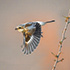 Woodchat Shrike